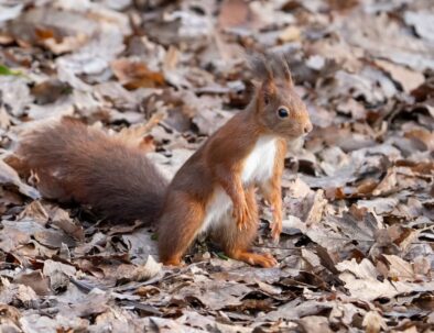 golf-toul-avrainville-biodiversité-écureuil-feuilles