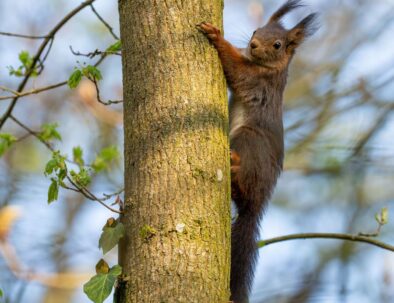 golf-toul-avrainville-biodiversité-ecureuil-pin