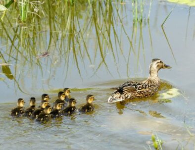 golf-toul-avrainville-biodiversité-famille-canard