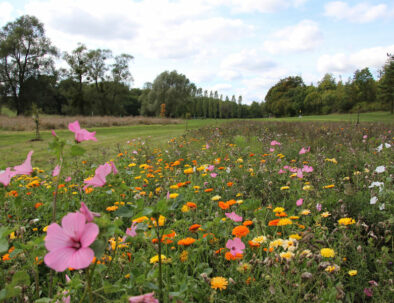 golf-toul-avrainville-biodiversite-fleurs