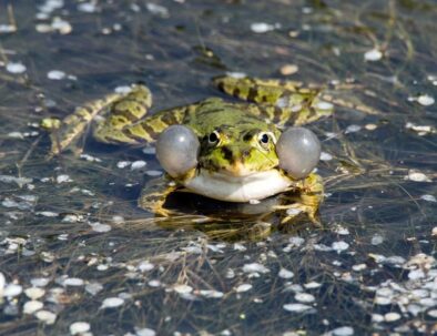 golf-toul-avrainville-biodiversité-grenouille