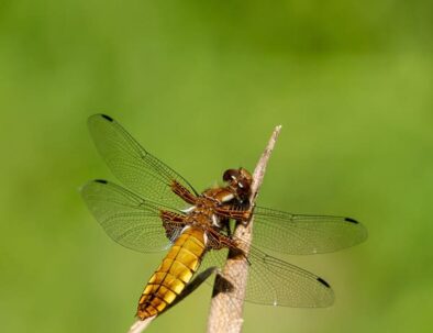 golf-toul-avrainville-biodiversité-insecte-volant