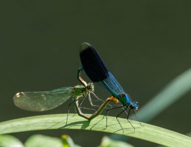 golf-toul-avrainville-biodiversité-libellule