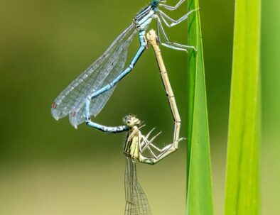 golf-toul-avrainville-biodiversité-libellules