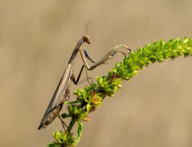 golf-toul-avrainville-biodiversité-mante-religieuse