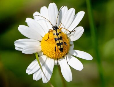 golf-toul-avrainville-biodiversité-marguerite