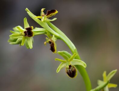 golf-toul-avrainville-biodiversité-orchidee-sauvage