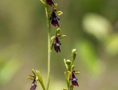 golf-toul-avrainville-biodiversité-orchidees-noires