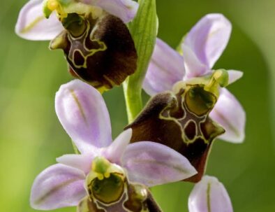 golf-toul-avrainville-biodiversité-orchidees-sauvages