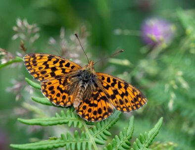 golf-toul-avrainville-biodiversité-papillon