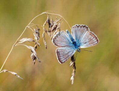 golf-toul-avrainville-biodiversité-papillon-epi