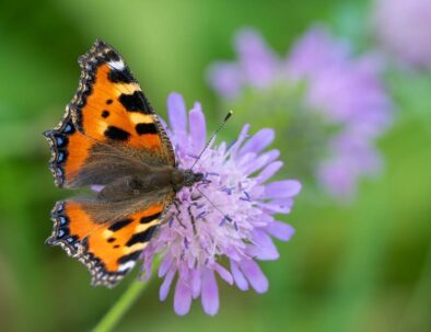golf-toul-avrainville-biodiversité-papillon-fleur